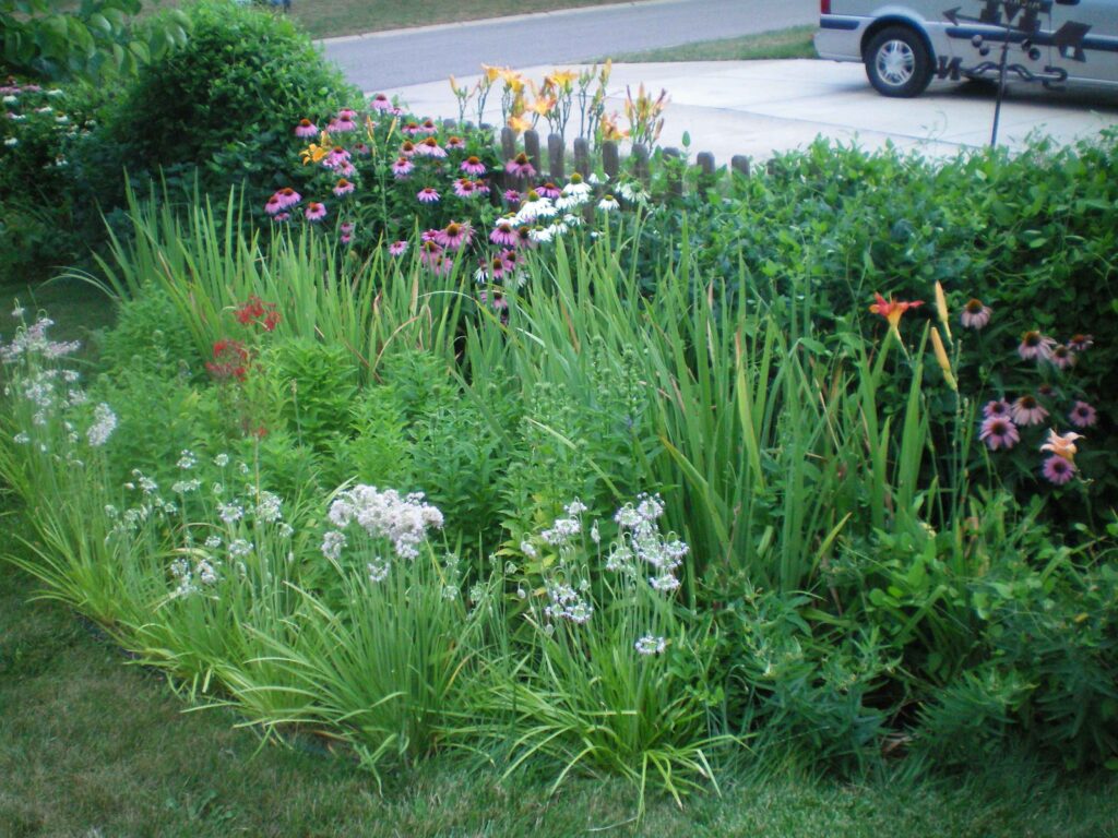 A rain garden with many flowers