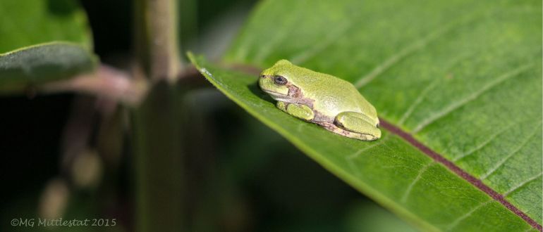 Gray treefrog and green frog photos