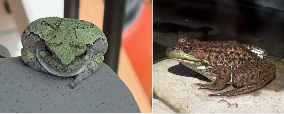 Gray treefrog and green frog photos