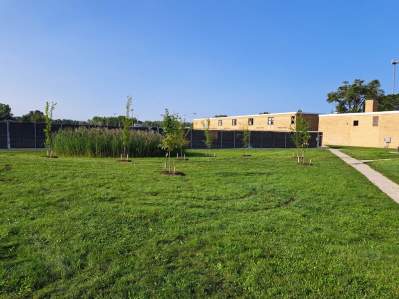 Area next to tennis courts at Thurston after planting