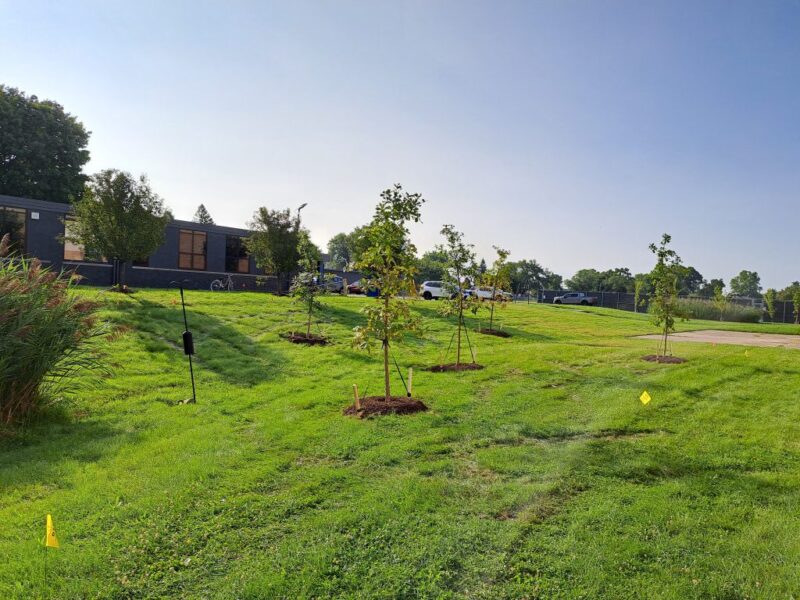 Area at base of the hill after Crimboli planting