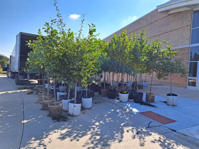 Delivery of the 99 trees to be planted by students