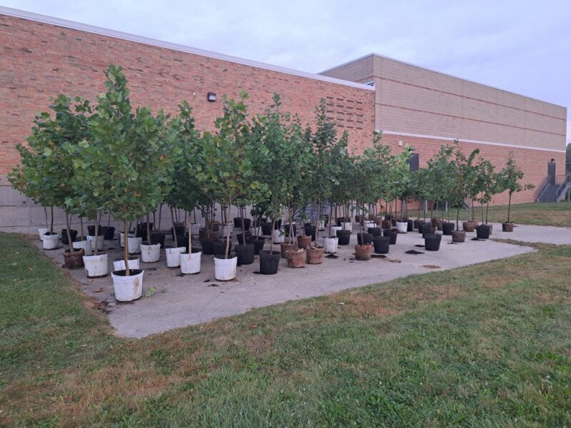 99 trees in 15-gallon pots stored at Thurston prior to the student planting