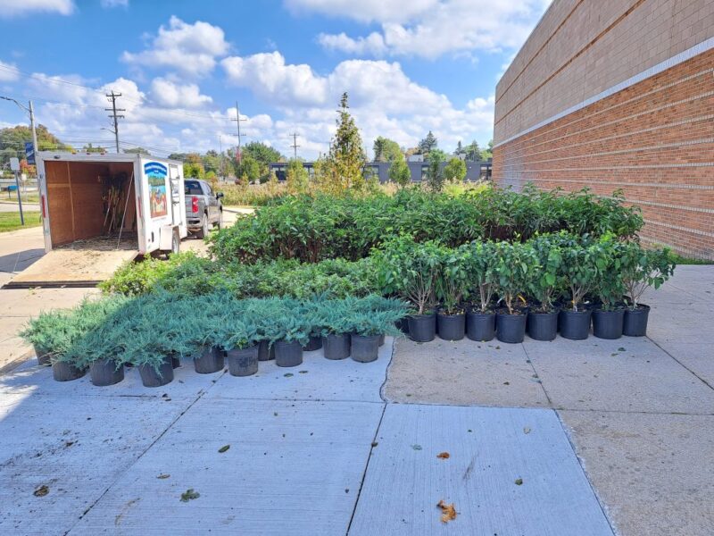 220 shrubs to be planted by students