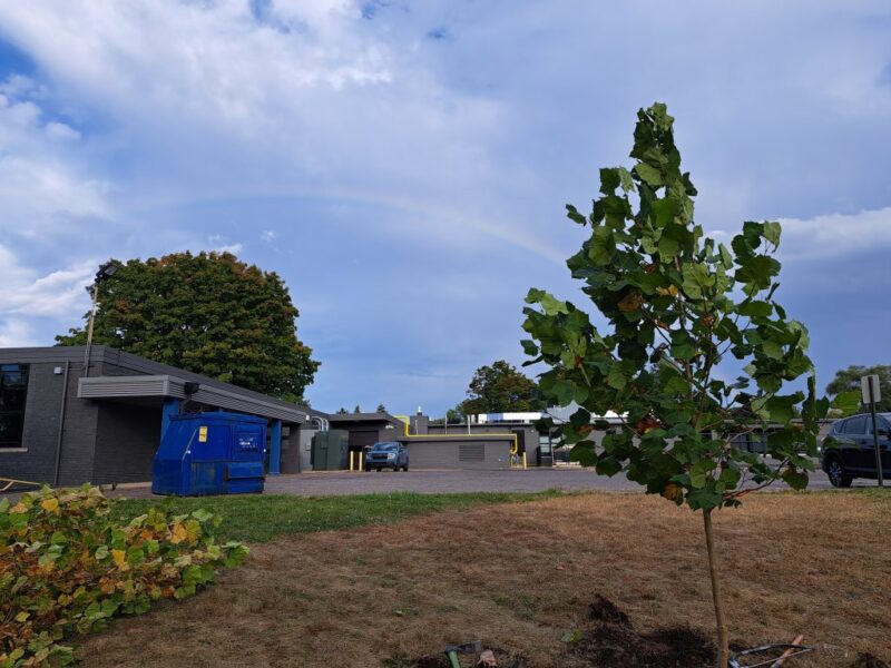 Rainbow after the Thurston tree planting