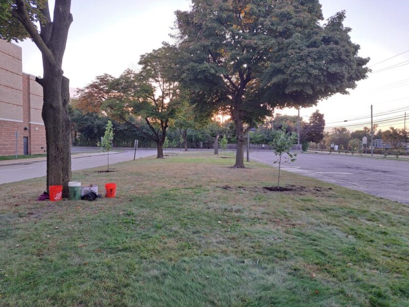 Parking lot island at Thurston after trees are planted