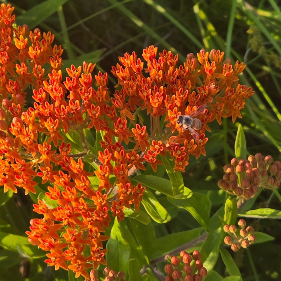 Butterfly weed