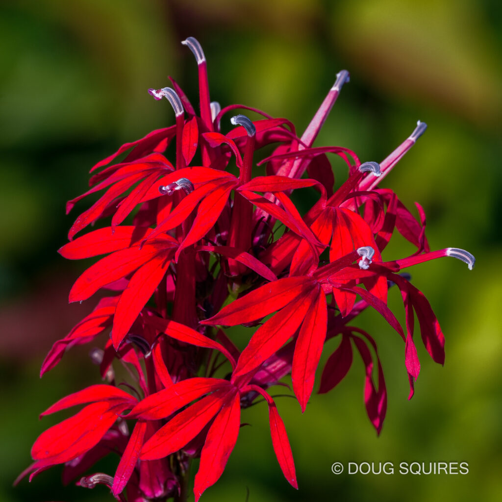 Cardinal flower