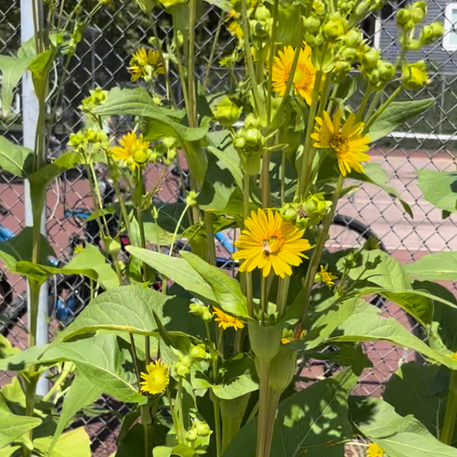 Cup plant