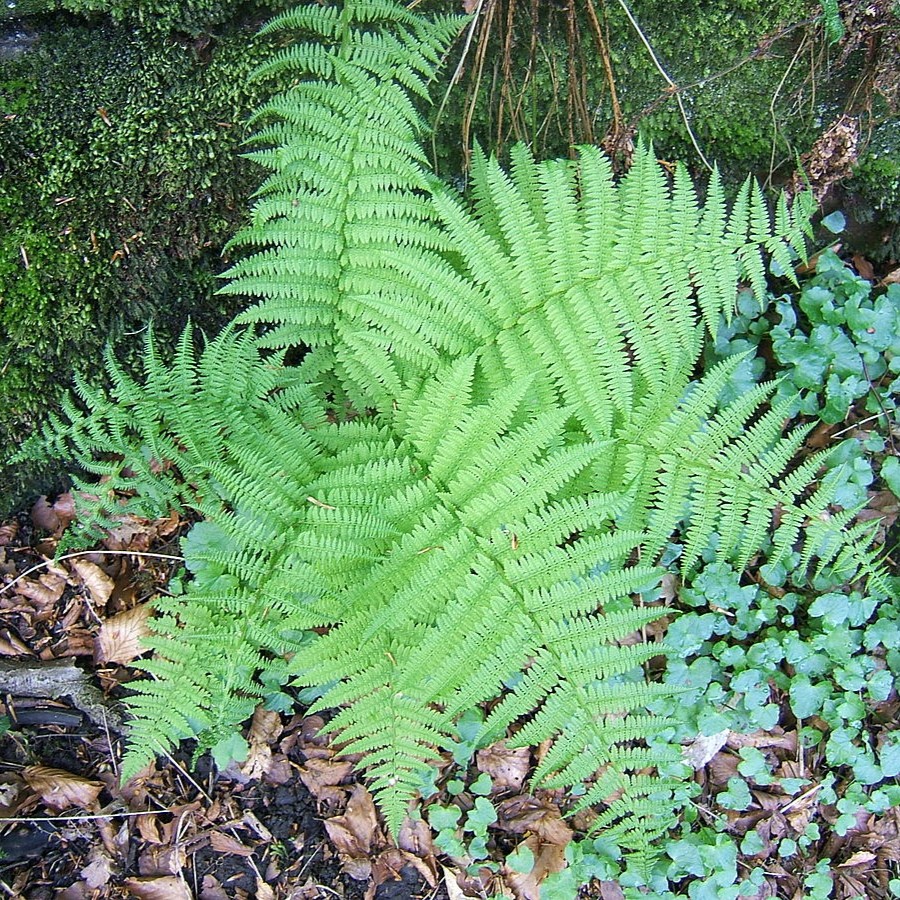 Lady fern