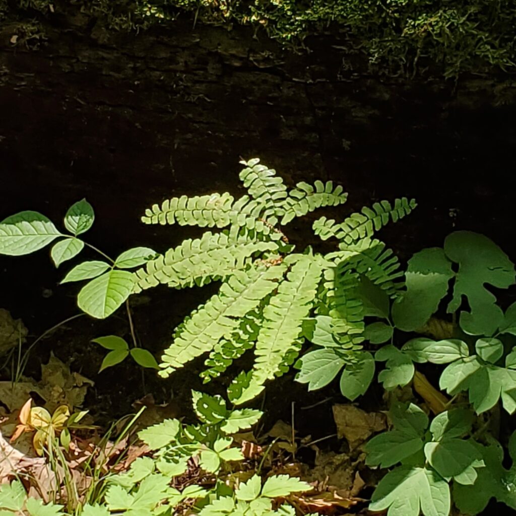 Maidenhair fern