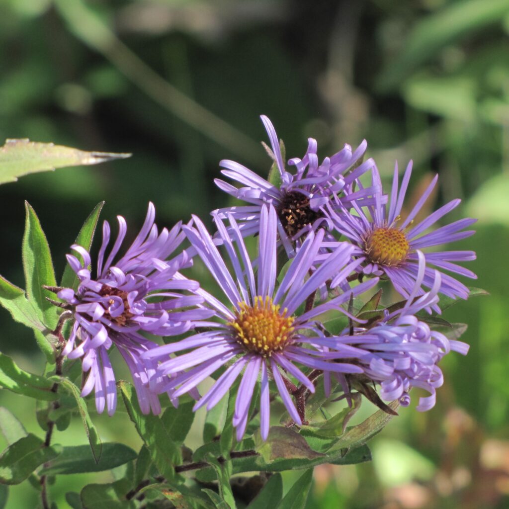 New England aster