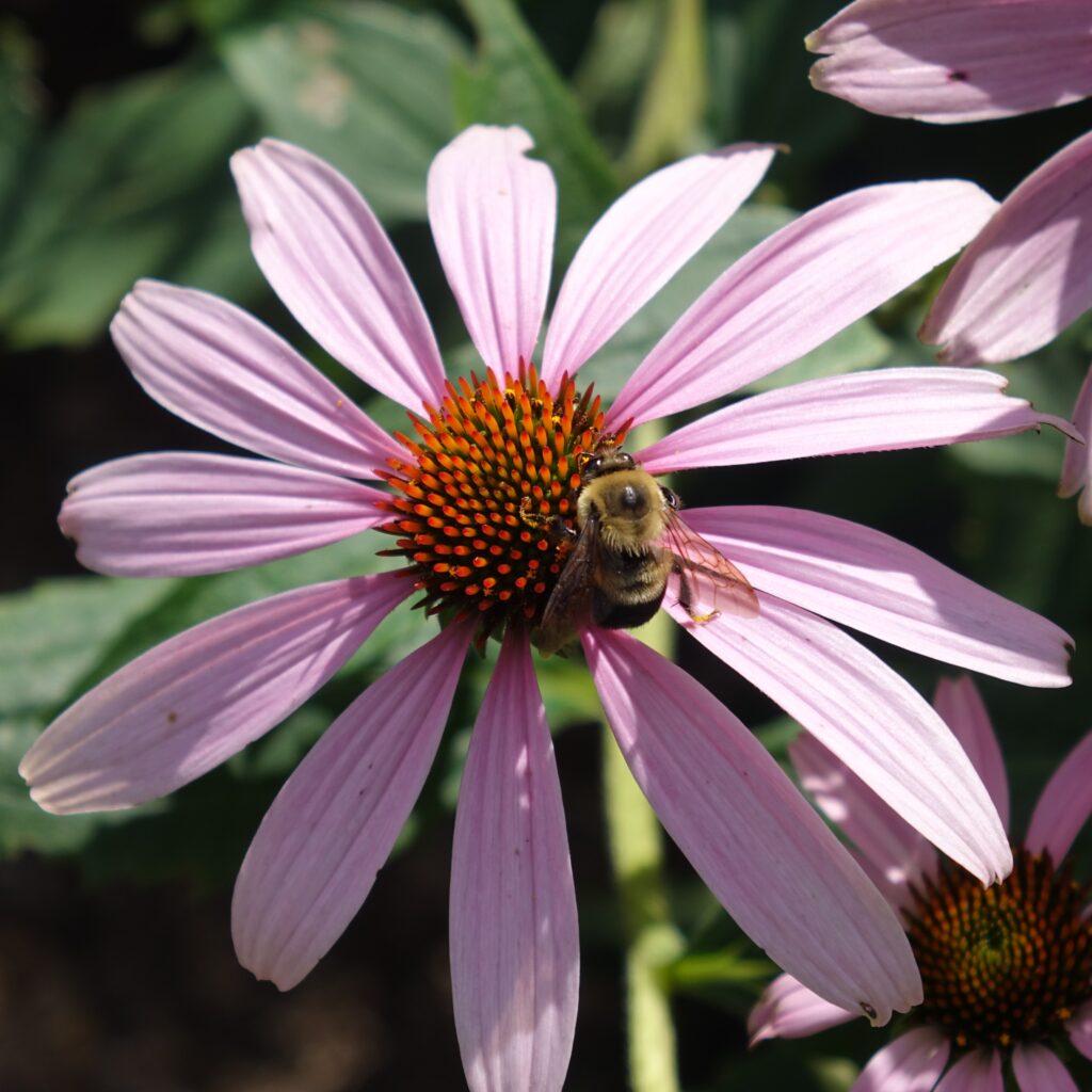 Purple coneflower