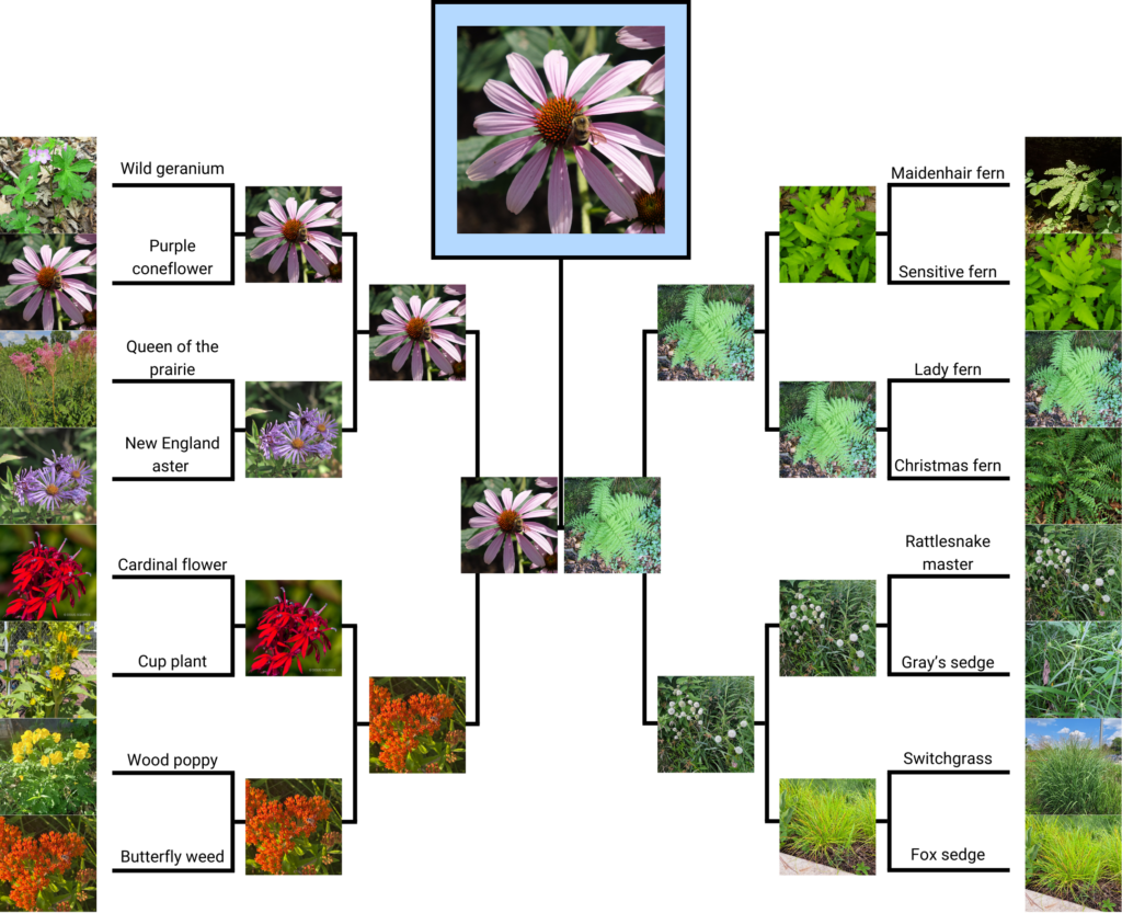 Tournament bracket with rain garden plants. Purple coneflower is the winner of the tournament.