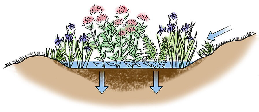 Drawing of a rain garden