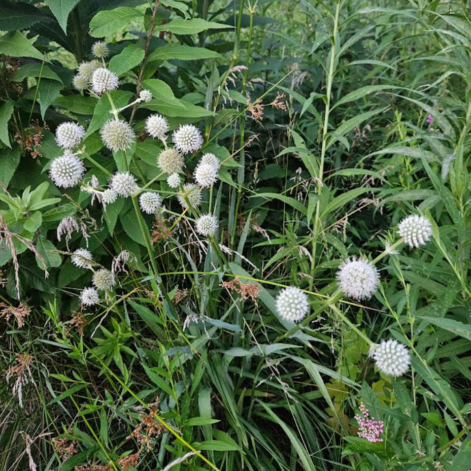 Rattlesnake master