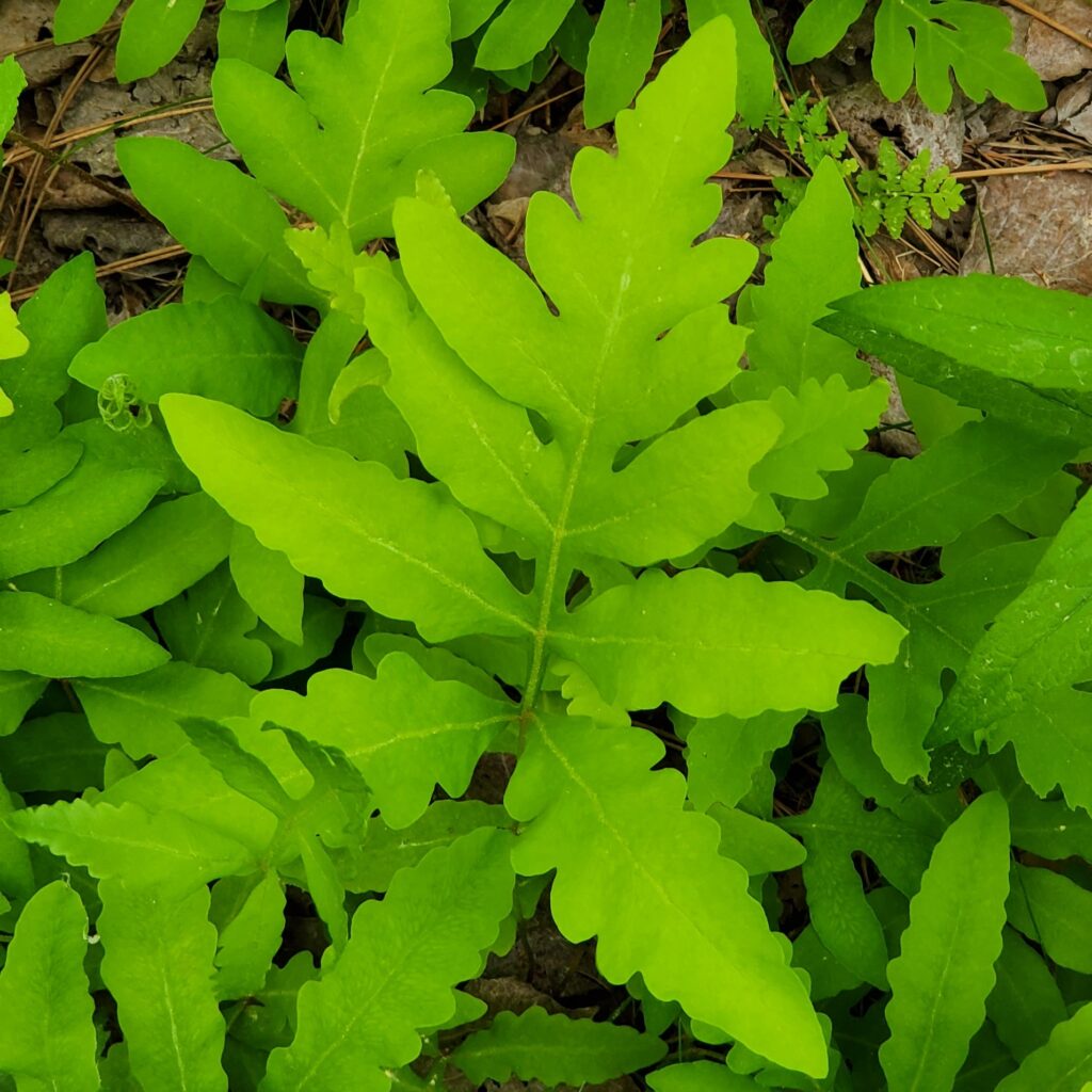 Sensitive fern