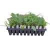 Native Garden Kit - 50 PLUGS - MAIL ORDER - Image 7