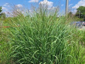 Native Grass Flat - Single Species - PICK UP ONLY