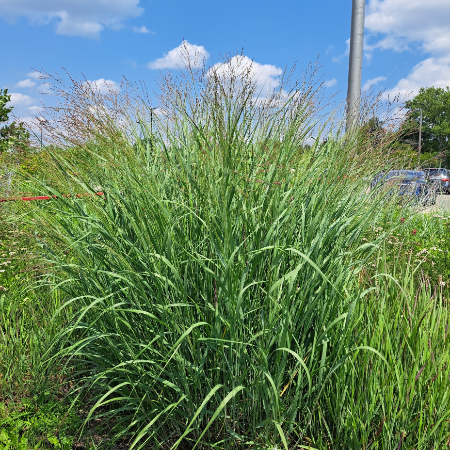 Switchgrass