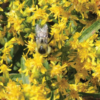 Native Garden Kit - 50 PLUGS - MAIL ORDER - Image 3