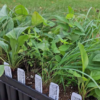 Native Garden Kit - 50 PLUGS - MAIL ORDER - Image 2