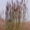 Native Garden Kit - 50 PLUGS - MAIL ORDER - Image 6