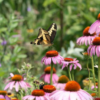Native Garden Kit - 50 PLUGS - MAIL ORDER - Image 5